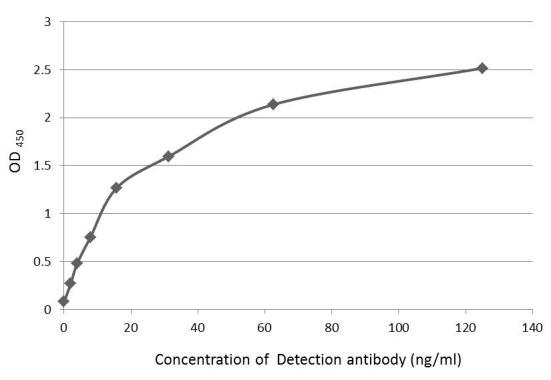 DDDDK tag antibody