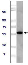 Mouse TUG Antibody