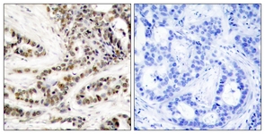 CREB (Phospho-Ser129) antibody