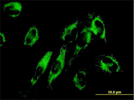 NNT Antibody (monoclonal) (M01)