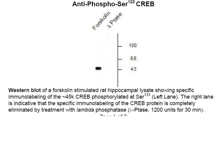 CREB (phospho Ser133) Antibody