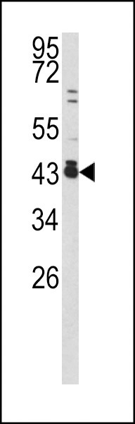 c-fos Antibody