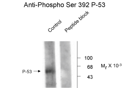 p53 (phospho Ser392) Antibody