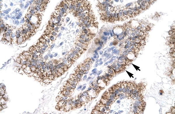 AEBP1 antibody