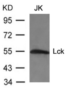 Lck Antibody