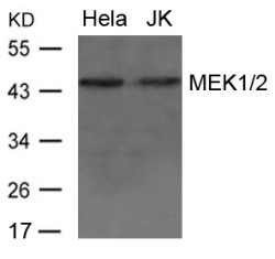 MEK1 / 2 Antibody
