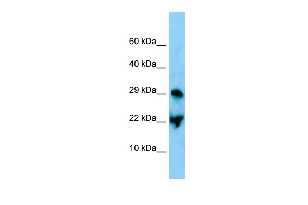 Atf3 Antibody