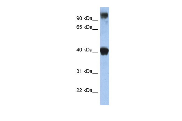 TFAP2E antibody - N-terminal region