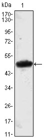 MESP1 Antibody