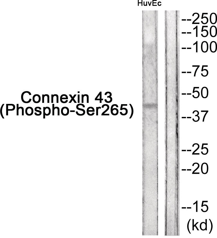 Connexin 43 (phospho Ser265) Antibody