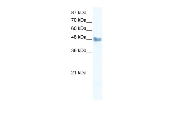 MAP3K8 antibody - C-terminal region