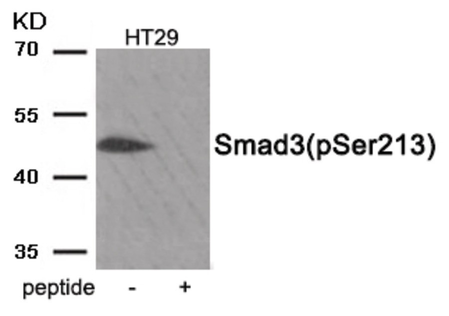 Smad3 (phospho Ser213) Antibody
