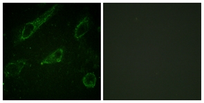 c-Abl (Phospho-Tyr245) antibody