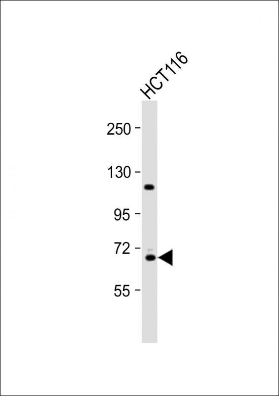 Cdc25A Antibody