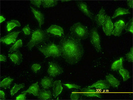 MAPK13 Antibody (monoclonal) (M01)