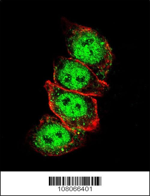 Cyclin D1 Antibody