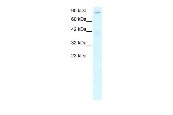 C20ORF194 antibody