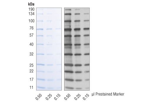 Anti-Blue (2D2F11) Mouse mAb (HRP Conjugate)