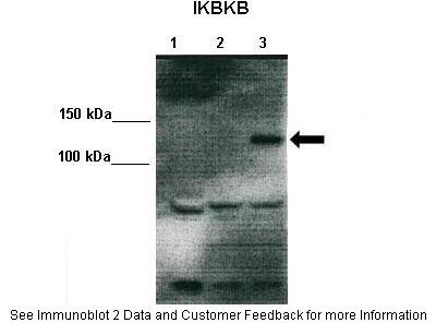 IKBKB antibody