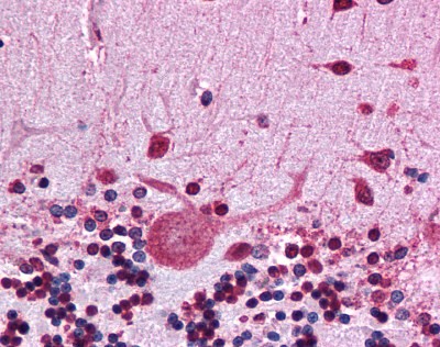 HSP90AB1 Antibody