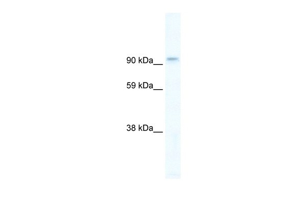 PIK3CB antibody - C-terminal region