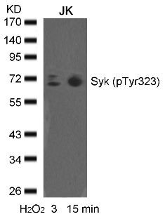 syk (phospho Tyr323) Antibody