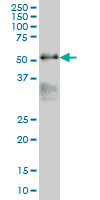 MAZ Antibody (monoclonal) (M05)