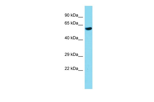 Nfia Antibody - middle region