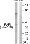 C-RAF (Phospho-Ser338) antibody