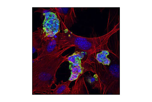 Anti-mouse IgG (H+L), F(ab') 2 Fragment (Alexa Fluor ® 488 Conjugate)