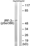 IRF-3 (Phospho-Ser386) antibody