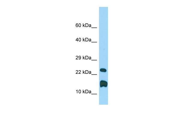 Lmo1 Antibody - C-terminal region