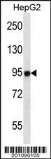 MASTL Antibody