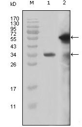 MLL Antibody