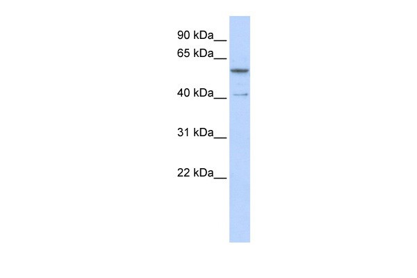 ZNF284 antibody - C-terminal region