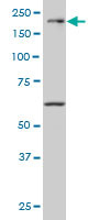 MAP3K4 Antibody (monoclonal) (M02)