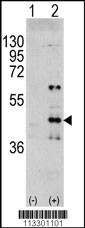 MAPK3 Antibody