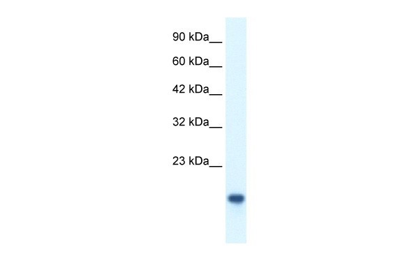 MYCBP antibody - middle region