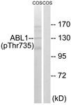ABL1 (Phospho-Thr735) antibody