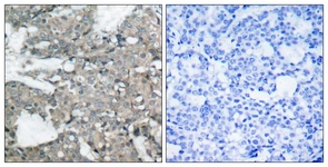 MEK1/2 antibody