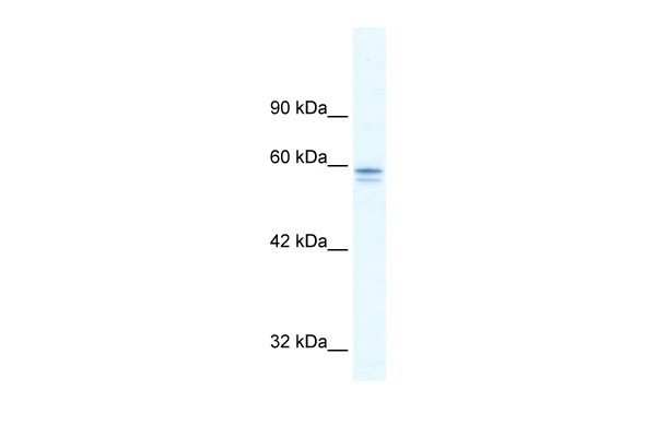 MTF1 antibody - C-terminal region