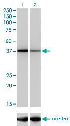 NFYC Antibody (monoclonal) (M01)