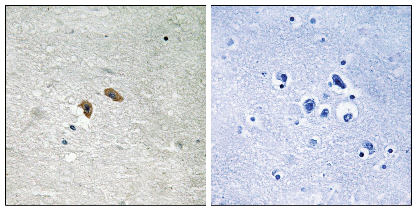 C-RAF (phospho Thr269) Antibody