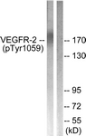 VEGFR2 (Phospho-Tyr1059) antibody