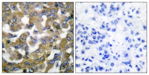 Keratin 19 antibody