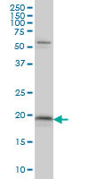 MYL5 Antibody (monoclonal) (M03)