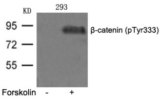beta catenin (phospho Tyr333) Antibody