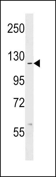 c ABL Antibody