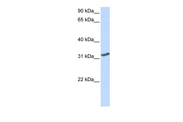 DLX3 antibody