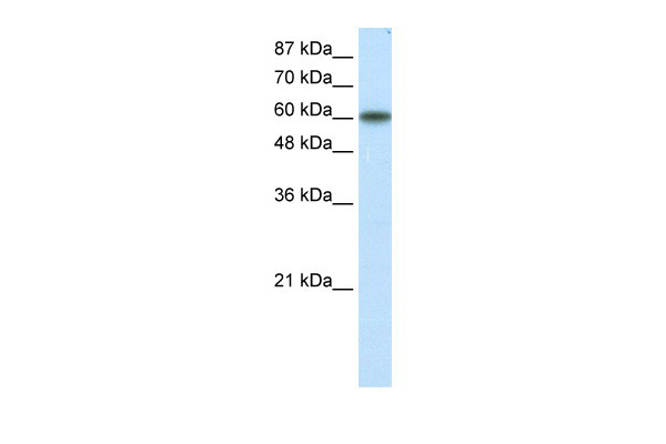 KLF11 antibody - N-terminal region